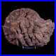 7 Coral Fossil Cretaceous Age Simsima Formation United Arab Emirates Stand