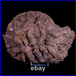 7 Coral Fossil Cretaceous Age Simsima Formation United Arab Emirates Stand