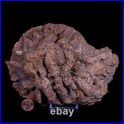 7 Coral Fossil Cretaceous Age Simsima Formation United Arab Emirates Stand