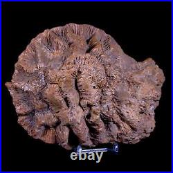 7 Coral Fossil Cretaceous Age Simsima Formation United Arab Emirates Stand