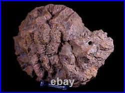 7 Coral Fossil Cretaceous Age Simsima Formation United Arab Emirates Stand