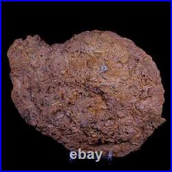 7 Coral Fossil Cretaceous Age Simsima Formation United Arab Emirates Stand