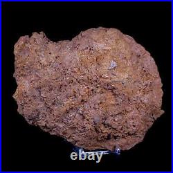 7 Coral Fossil Cretaceous Age Simsima Formation United Arab Emirates Stand