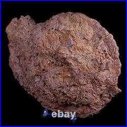 7 Coral Fossil Cretaceous Age Simsima Formation United Arab Emirates Stand