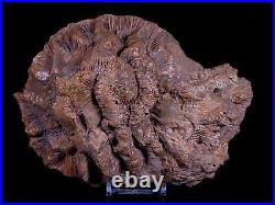 7 Coral Fossil Cretaceous Age Simsima Formation United Arab Emirates Stand