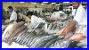 Dubai Exploring The Amazing Deira Fish Market United Arab Emirates